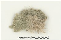 藏品(白齒泥炭苔)的圖片